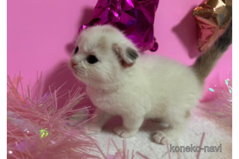 成約済の大阪府のスコティッシュフォールド-68373の2枚目